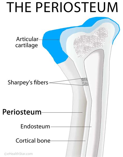 The first ones are cells that contribute to the formation of bone, while the latter represent. Periosteum Definition, Location, Anatomy, Histology and ...