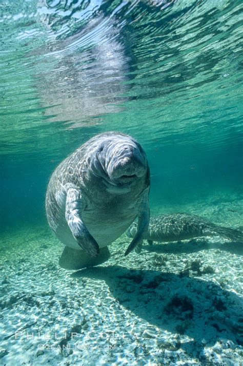 Florida Manatee Underwater At Three Sisters Springs Trichechus Manatus