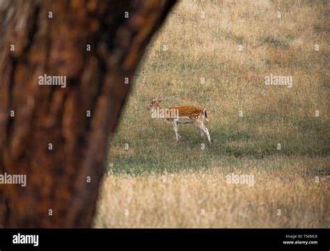 Wild Antelope In Australian Outback Grassland Stock Photo Alamy