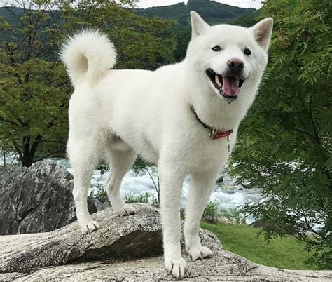 Hokkaido Ainu Or Seta Dog Breed Information Pettime