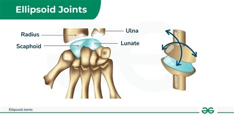 Ellipsoid Joints Examples Anatomy Diagram And Its Functions