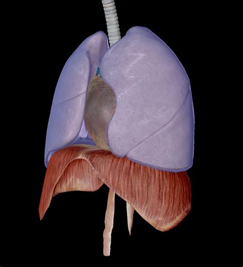 Exploring Thoracic And Pulmonary Structures With Human Anatomy Atlas 2020