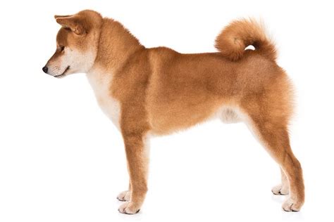 Shiba Inu Dog Breed Information All You Need To Know