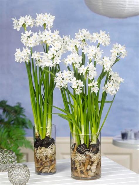 Daffodils are spring blooming flowers. Paperwhite Bulbs - Indoor Narcissus | DutchGrown