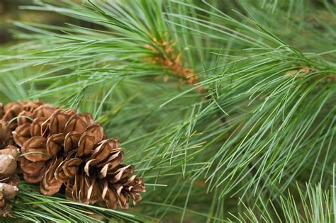 Canadian White Pine Needles Or Red Pine Needles Loose From Etsy