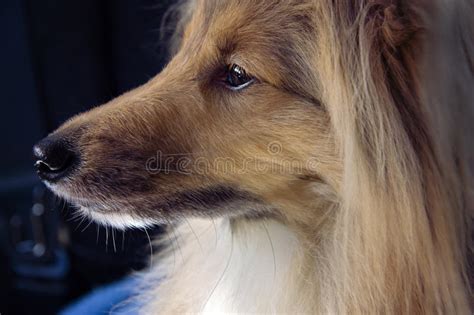 Majestic Dog Profile Stock Image Image Of Shelty Shetlandsheepdog