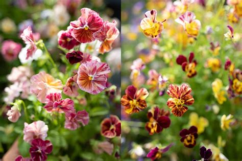 Easy To Grow Hardy Annuals Floret Flowers