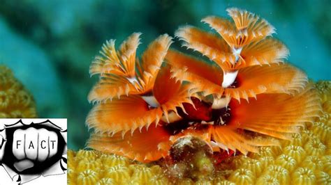 Top 10 Incredibly Colorful Ocean Creatures Youtube