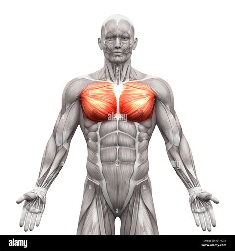 Chest Muscles Pectoralis Major And Minor Anatomy Muscles Isolated