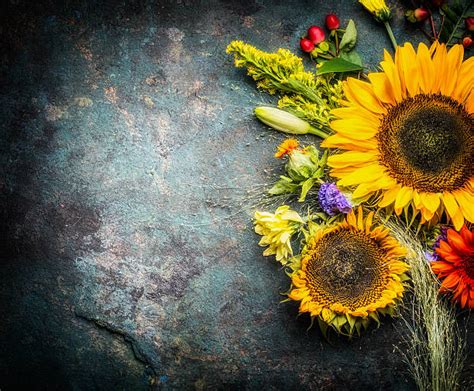 Sunflower Background Pictures Images And Stock Photos