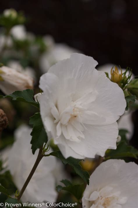 White Chiffon® Rose Of Sharon Hibiscus Syriacus Proven Winners