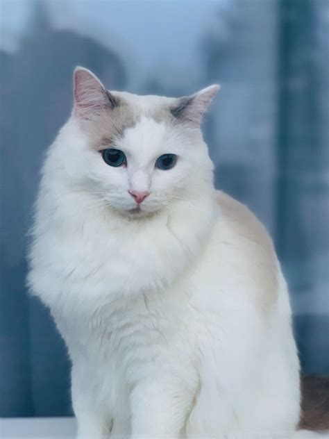 Beautiful Ragdoll Cats For Rehoming Guildford Surrey