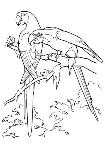 35 Free Parrot Coloring Pages Printable