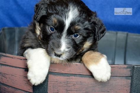 Check out more puppy pics on the past puppies page! Male Three: Miniature Australian Shepherd puppy for sale near Fort Wayne, Indiana. | a6476c70-e321
