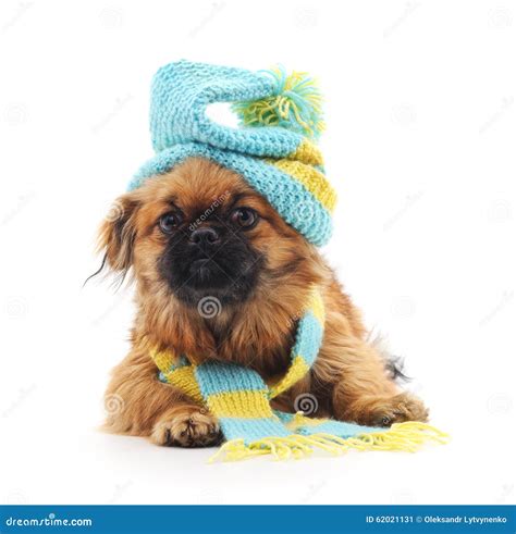 Dog In A Hat And Scarf Stock Image Image Of Cute Winter 62021131