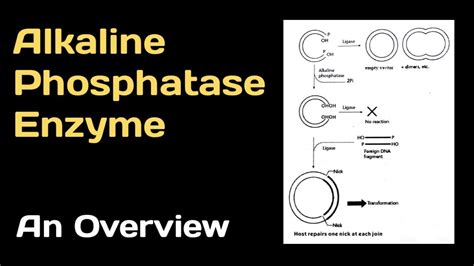 Alkaline Phosphatase Enzyme An Overview Youtube