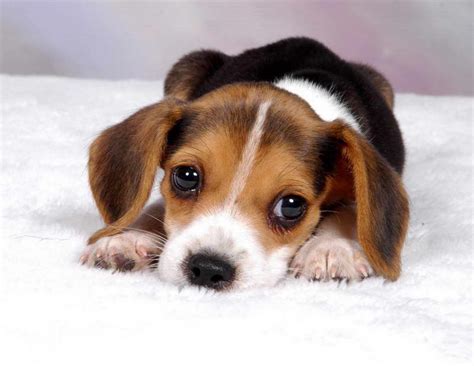 How Much Do Beagle Puppies Cost Petsidi