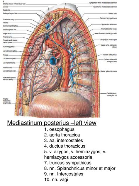 Ppt Mediastinum Cross Sections Powerpoint Presentation Free Download