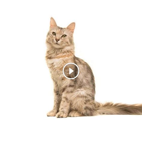 Oriental Longhair Kedi Cinsi Özellikleri Ve Bakımı Petner