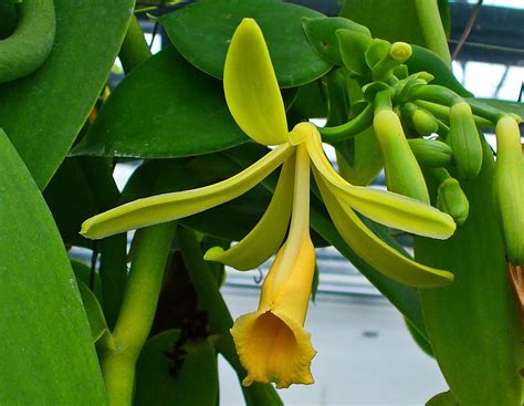 Buy Madacar Vanilla Rare Vanilla Planifolia Bean Rooted Ready To Grow