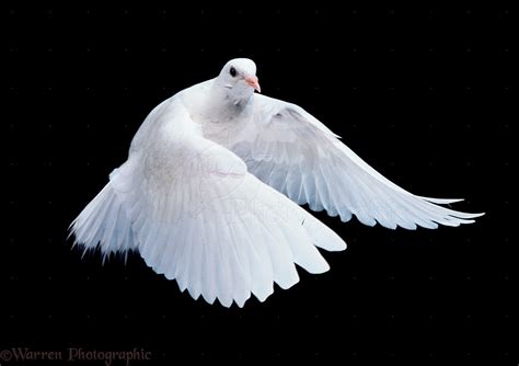 White Dove In Flight Photo Wp11589