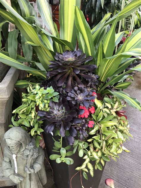 Tropical Container Garden Idea Container Flowers Container Gardening