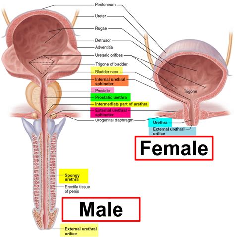 Urethritis Causes In Men And In Women Symptoms Diagnosis Treatment