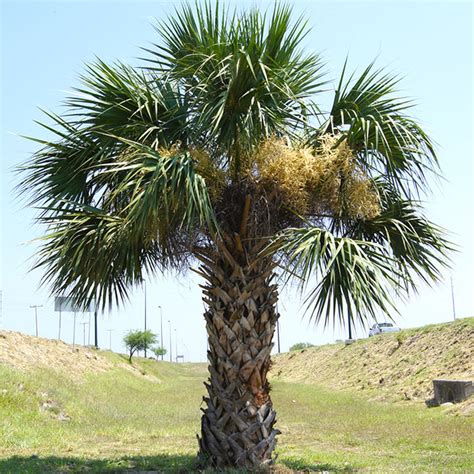 Texas Sabal Palm Tree Sabal Mexicana 650x650a Florida Palm Trees