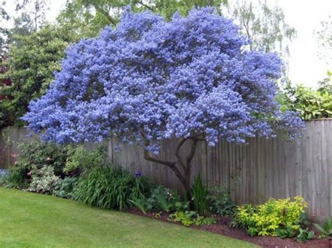 Small Flowering Trees For Small Gardens Image To U