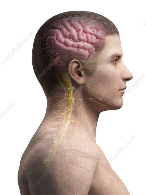 Human Brain And Spinal Cord Illustration Stock Image F0111042