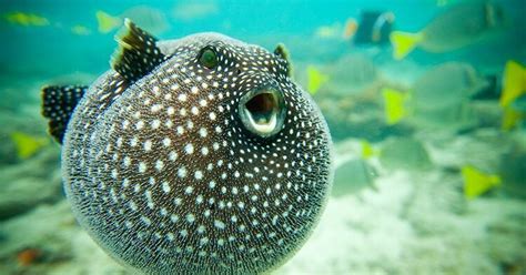What Do Puffer Fish Eat Complete List