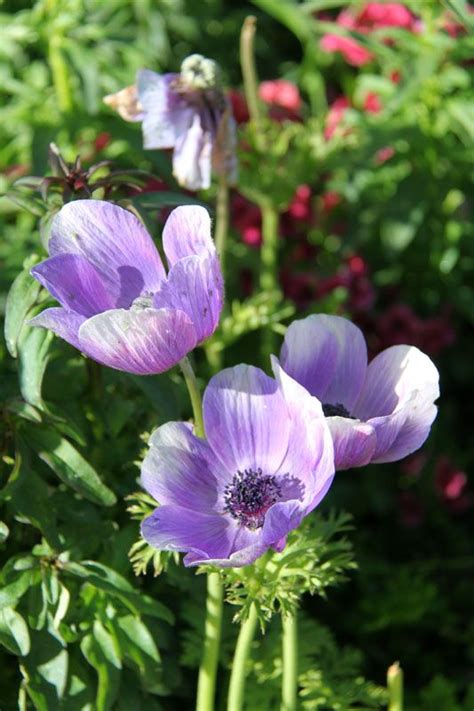 Maybe you would like to learn more about one of these? Purple Anemones Flowers (With images) | Anemone flower ...