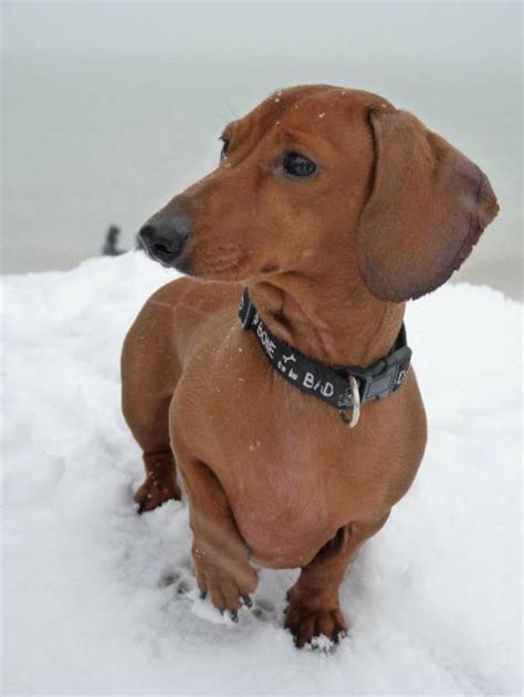16 Pups Who Are Dachshund Through The Snow Huffpost Uk Life