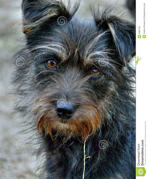 Aug 26, 2021 · however, for a show bred dog, their breeders work tirelessly to ensure that all the puppies meet and hopefully exceed the set standard for the breed. Very Shaggy Dog 9 Royalty Free Stock Photo - Image: 2395135