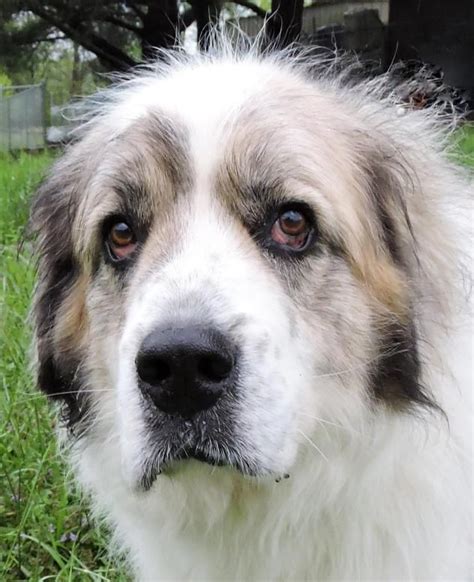 Advice from breed experts to make a safe choice. Great Pyrenees dog for Adoption in Nashville, IN. ADN ...