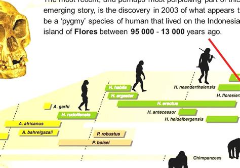 Human Evolution Timeline Chart Images And Photos Finder