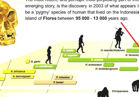 Eventually, modern humans invented a more complex language, practiced agriculture, and built cities. Timeline Of Human Evolution - Human Ancestry