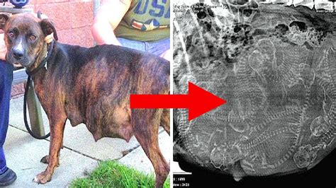 Pregnant Pitbull Refuses To Give Birth After One Look At The