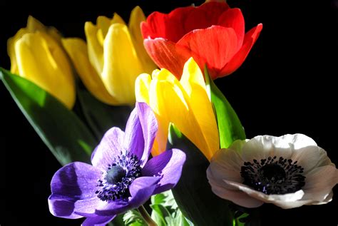 3840x2160 Wallpaper Yellow Red And Purple Tulips Peakpx