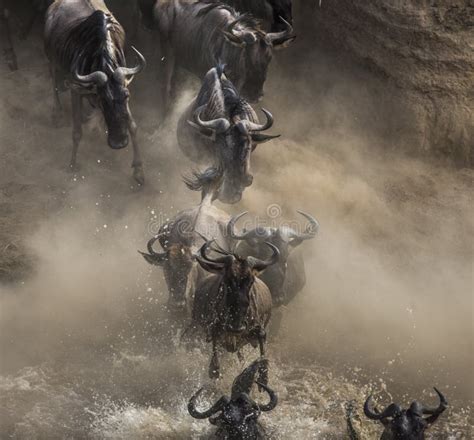 Wildebeest Jumping Into Mara River Great Migration Kenya Tanzania