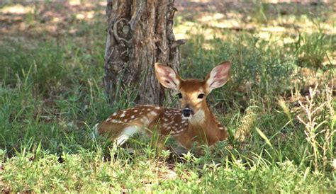 Free Images Deer Fawn Resting Wildlife Nature Young Outdoors