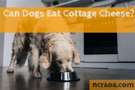 Parmesan is a hard and granular cheese with a sharp odor. Can Dogs Eat Cottage Cheese? Is It Bad For Them ...