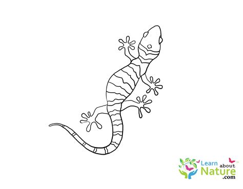 Gecko Coloring Page 1 Learn About Nature