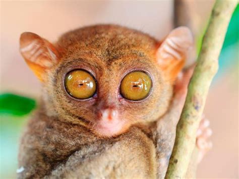 25 Animals With Big Eyes Buzz This Now