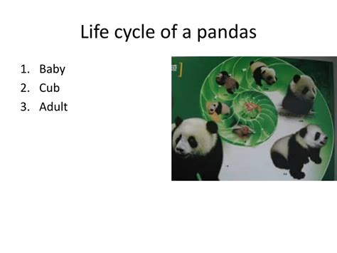 Ppt Pandas Life C Ycles Powerpoint Presentation Free Download Id