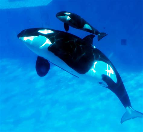 30 Beautiful Killer Whale Pictures And Hd Wallpapers