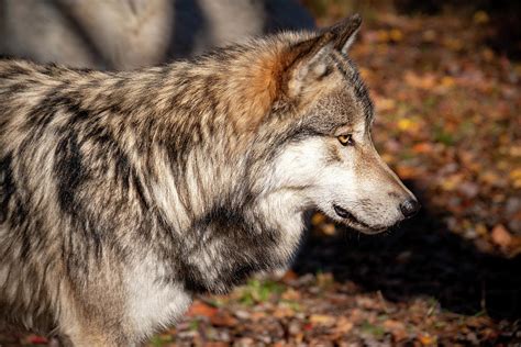 Autumn Wolf Photograph By Rose Guinther Pixels