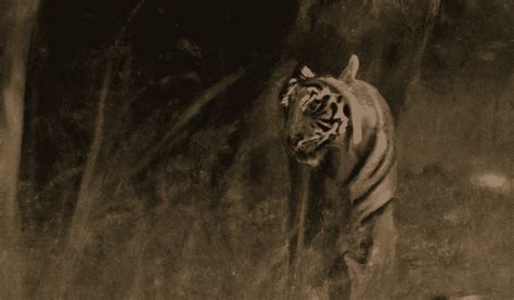 Tigers Making Remarkable Comeback In Indias National Parks Kevins