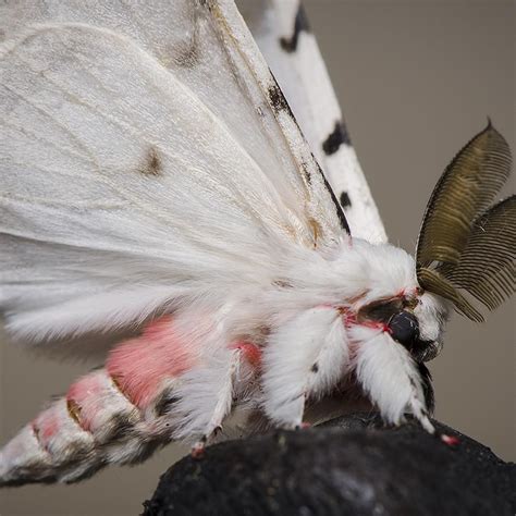 Discover the magic of the internet at imgur, a community powered entertainment destination. White Ermine Moth | Cute moth, Venezuelan poodle moth ...