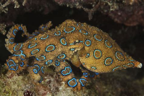 30 Ingenious Octopus Photographs Blog